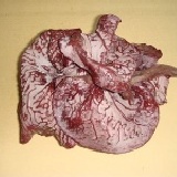 新鮮木耳(1斤)