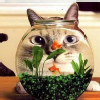 lovelyfish008 (2)