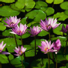 crystal_0982 (63)