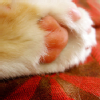 cat292268 (282)