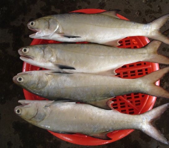 台湾严选午仔鱼