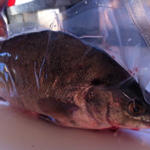 自产自销 ~贵妃鱼~肉多无细刺胶质多,适合全家大小吃